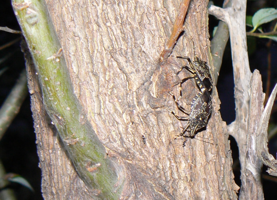 中州のヤナギ_キマダラカメムシの交尾 2021年6月2日 19時20分頃 気温22度